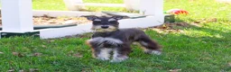 Miniature Schnauzer dogs for sale: Rita - Ad 6
