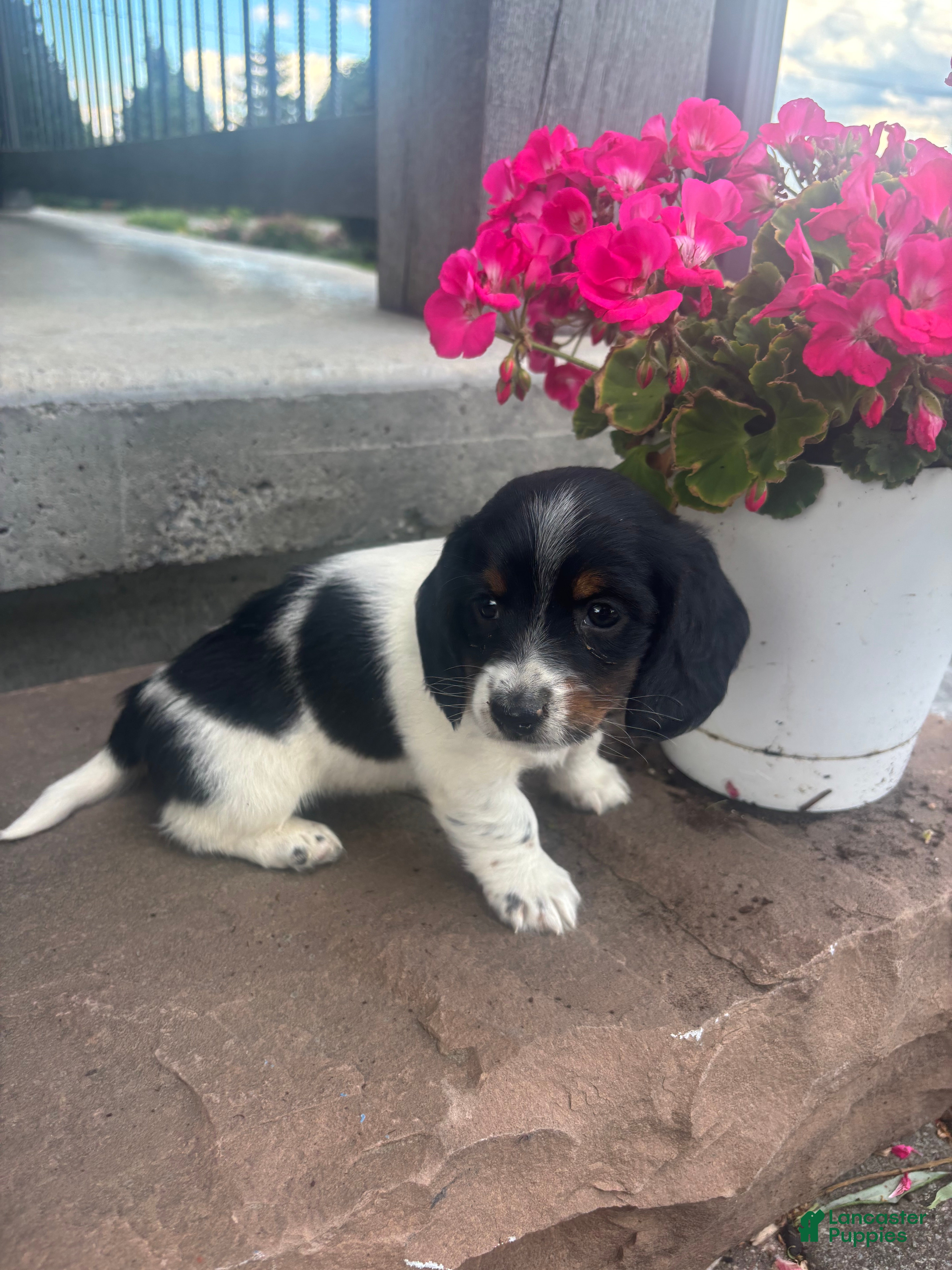 Miniature Dachshund dogs Paisley  - Ad 1