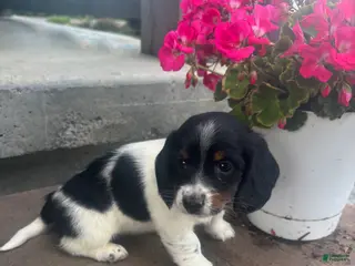 Miniature Dachshund dogs for sale: Paisley - Ad 1