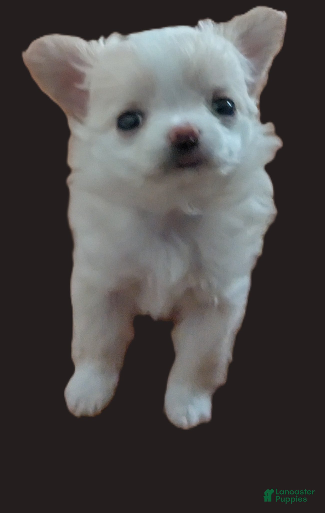 Chihuahua dogs for sale: Diamond Tiny Apple Head Female  - Ad 6