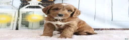 Mini Goldendoodle dogs for sale: Marla - Ad 4