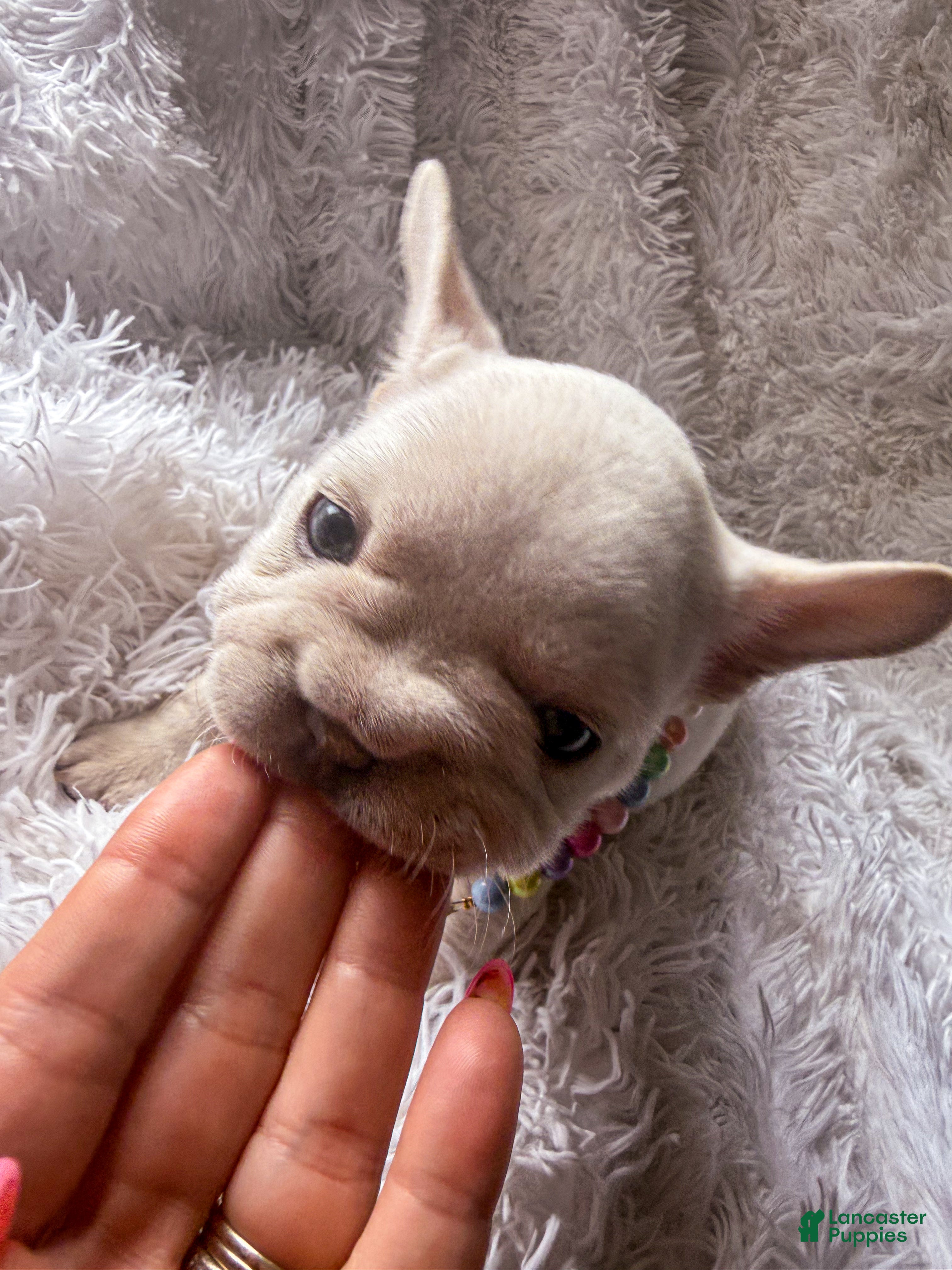 French Bulldog dogs Eliza  - Ad 2