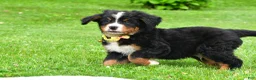 Bernese Mountain Dog dogs for sale: Neal - Ad 6