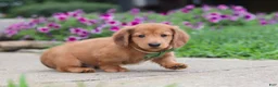 Miniature Dachshund dogs for sale: Ethan - Ad 3