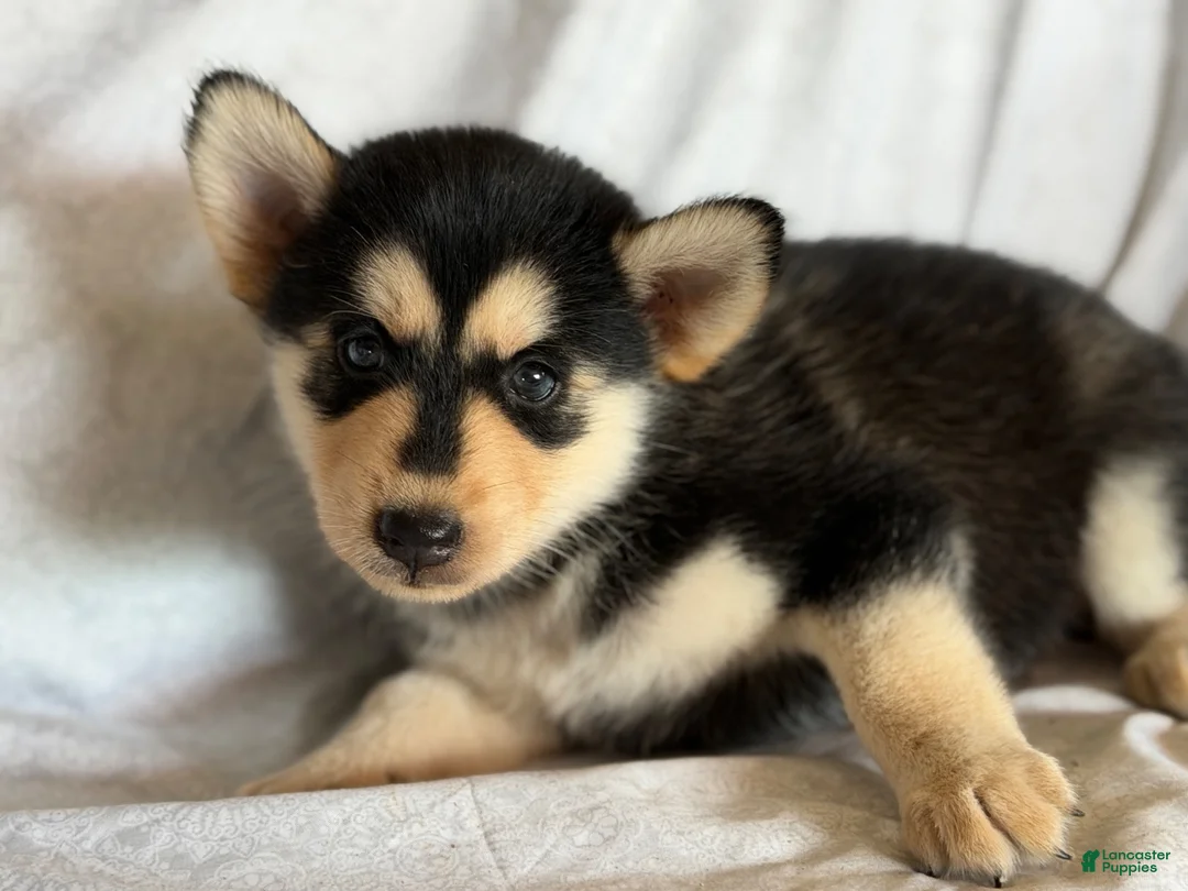 Pomsky dogs for sale: Theo - Ad 1