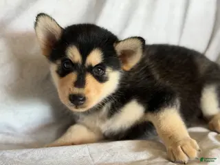 Pomsky dogs Theo - Ad 40