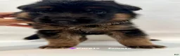 German Shepherd dogs for sale: purple - Ad 7