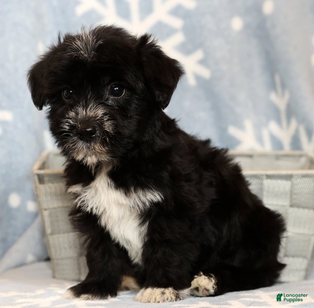 Yochon dogs for sale: Rover - Ad 2