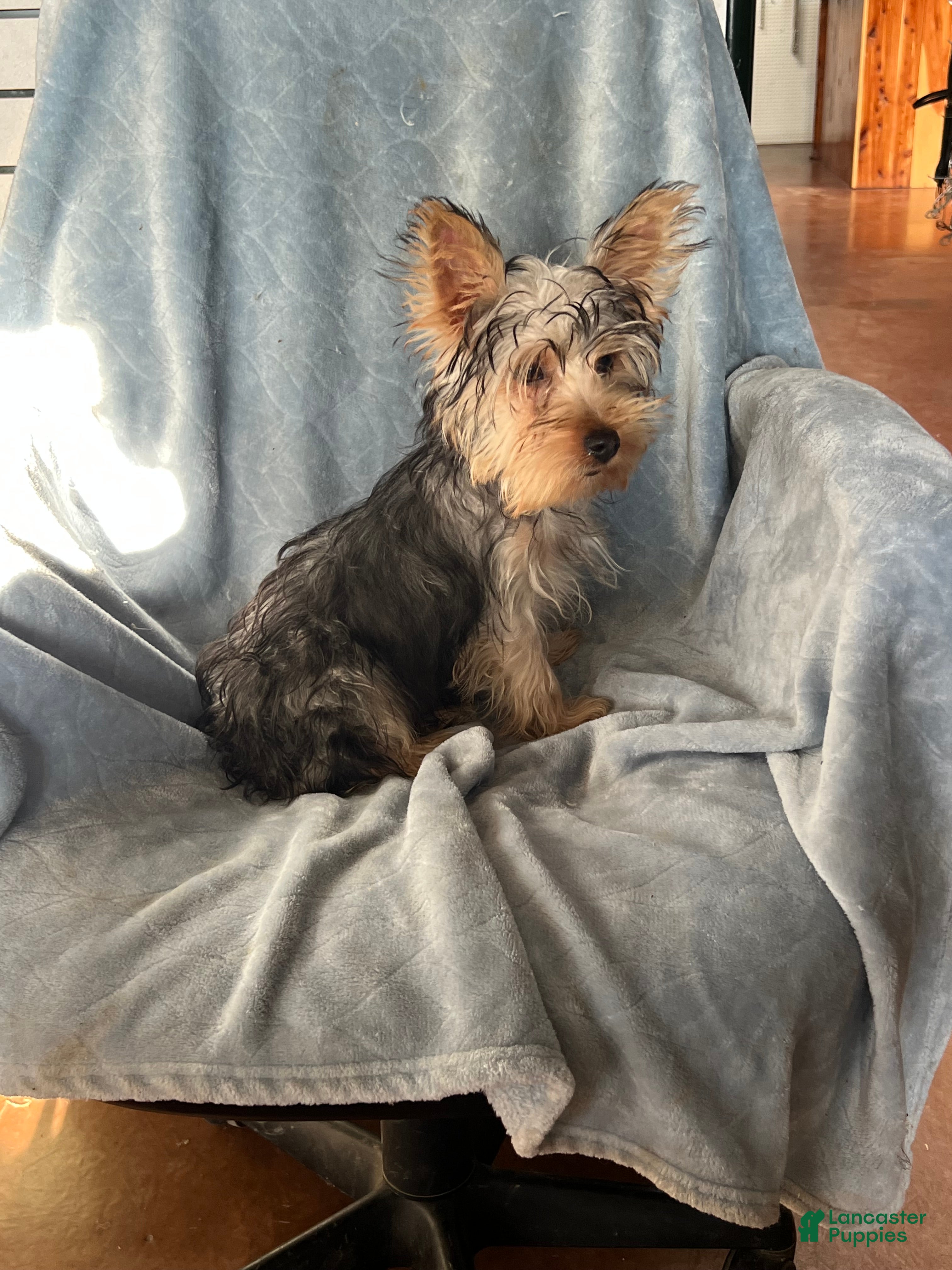 Yorkshire Terrier dogs Sweet Heart - Ad 2