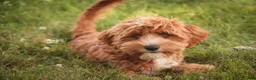 Cavapoo dogs for sale: Herbie - Ad 7