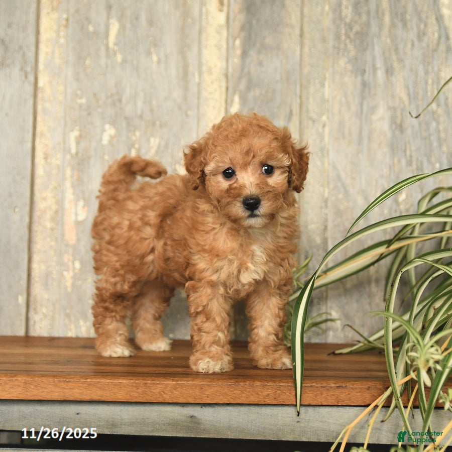 Maltipoo dogs Lily - Ad 42