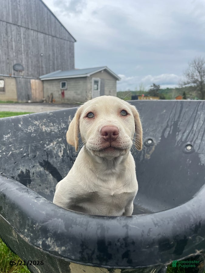 Labrador Retriever dogs Ellie - Ad 21