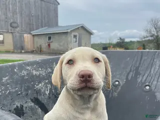 Labrador Retriever dogs Ellie - Ad 21