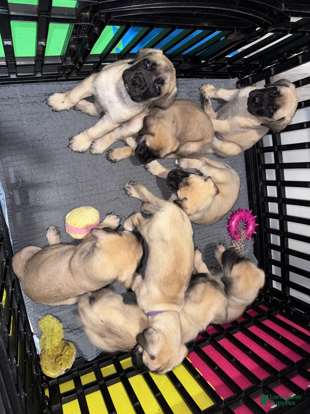 English Mastiff dogs for sale: English Mastiff Puppy 5 - Ad 14