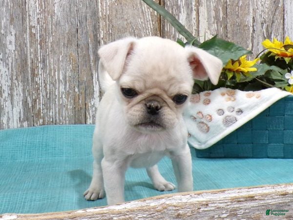 Pug dogs ANNIE - Ad 1