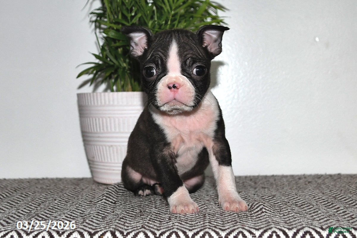 Boston Terrier dogs Pixie - Ad 1
