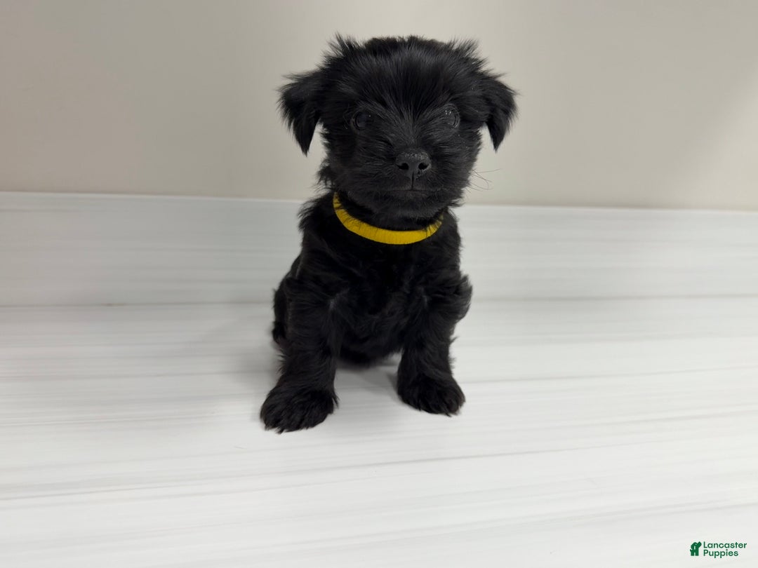 Yorkshire Terrier dogs for sale: Pooh - Ad 2