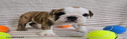 English Bulldog dogs for sale: Timmy - Ad 7