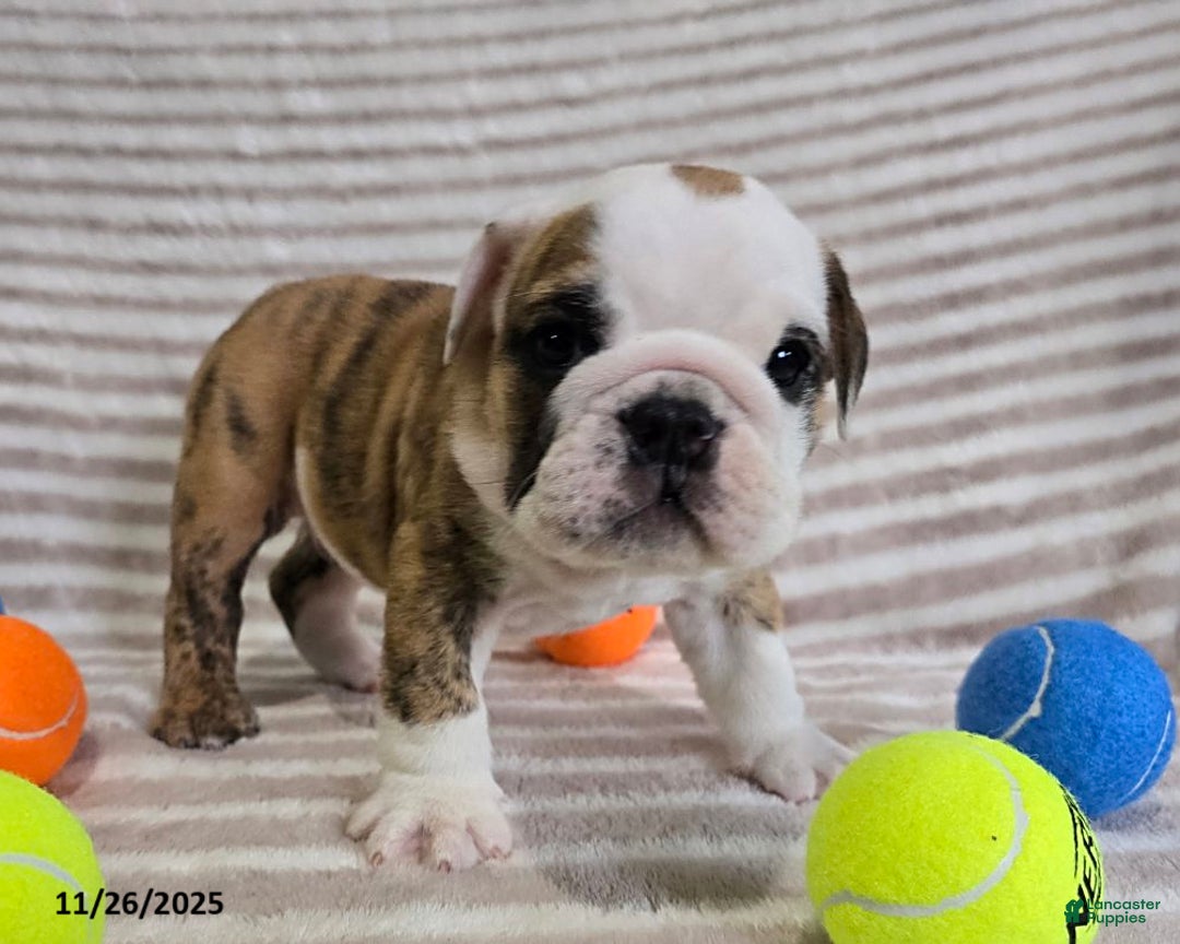 English Bulldog dogs for sale: Timmy - Ad 7