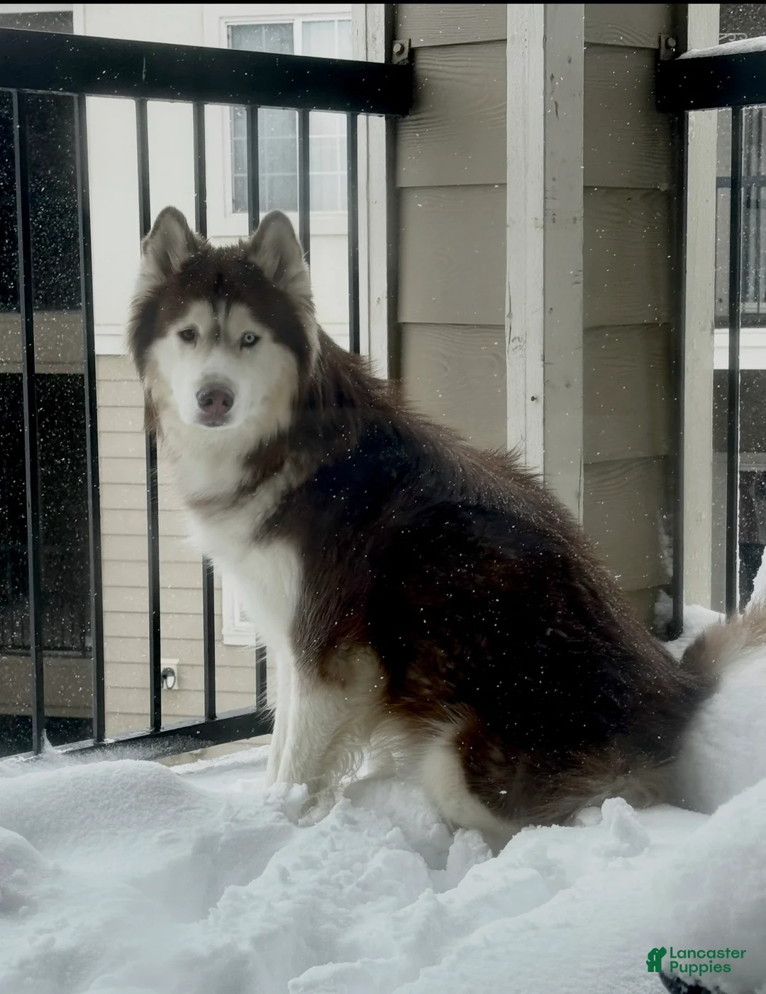 Siberian Husky dogs for sale:  Valkiera - Ad 9