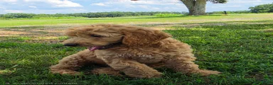Goldendoodle 1
