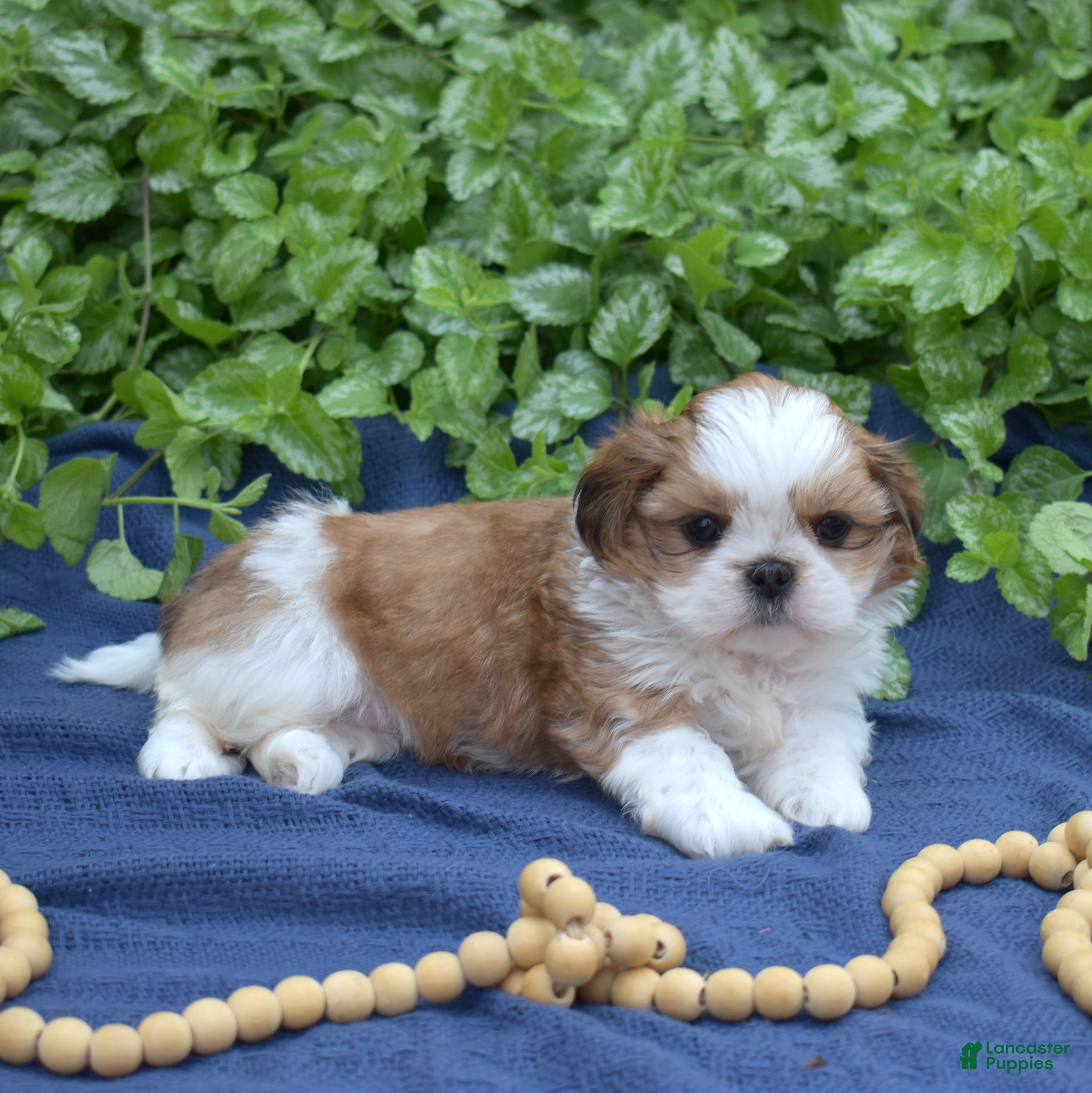 Shih Tzu dogs Bella - Ad 2
