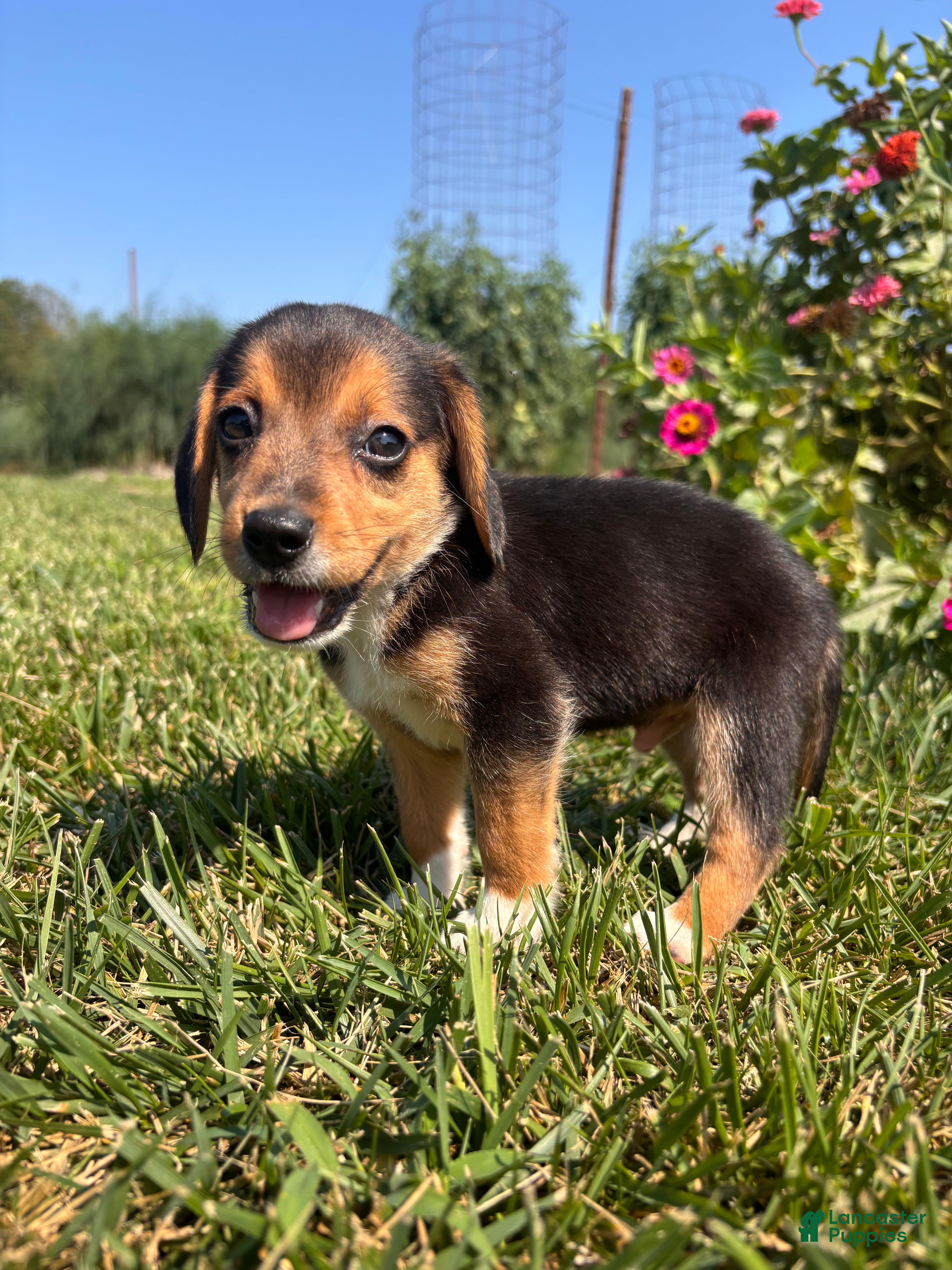 Beagle dogs Duke - Ad 2