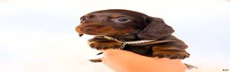 Miniature Dachshund dogs for sale: Dakota - Ad 4
