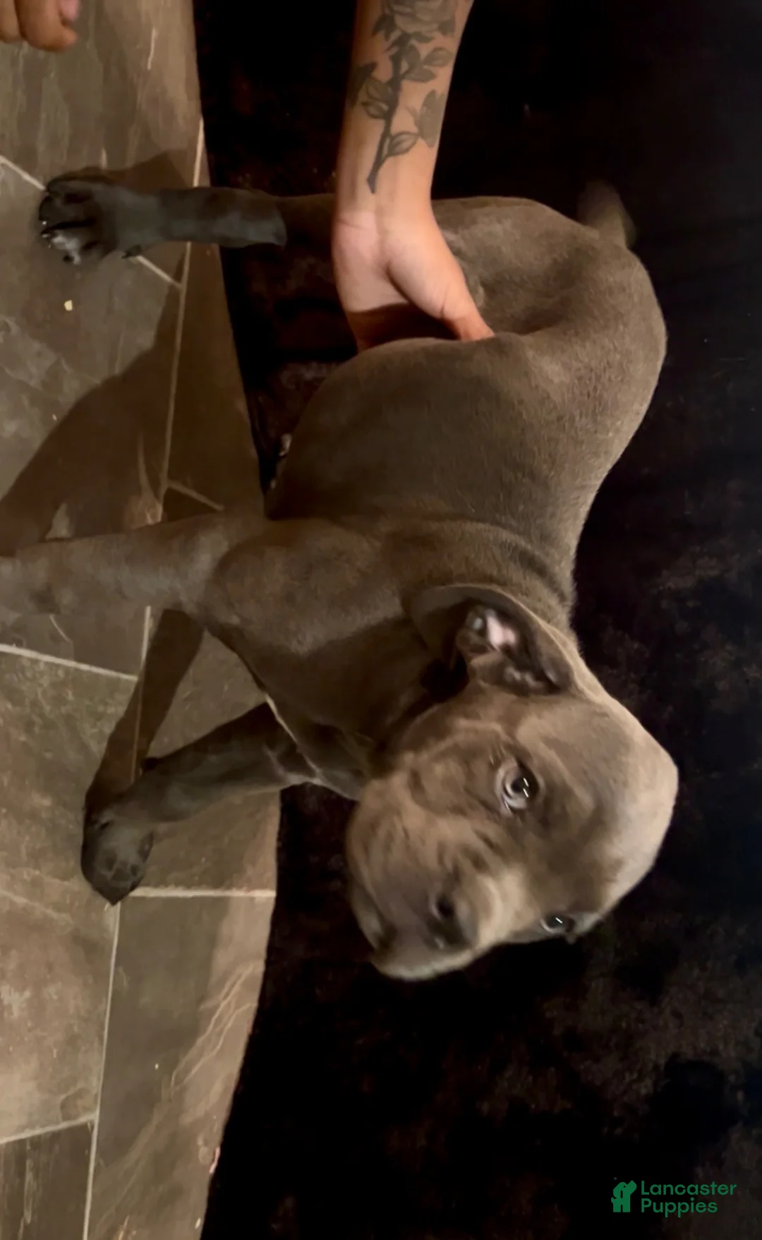 Cane Corso dogs for sale: LUCY 💜 - Ad 2