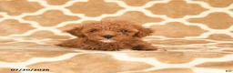 Toy Poodle dogs for sale: Tiny - Ad 3