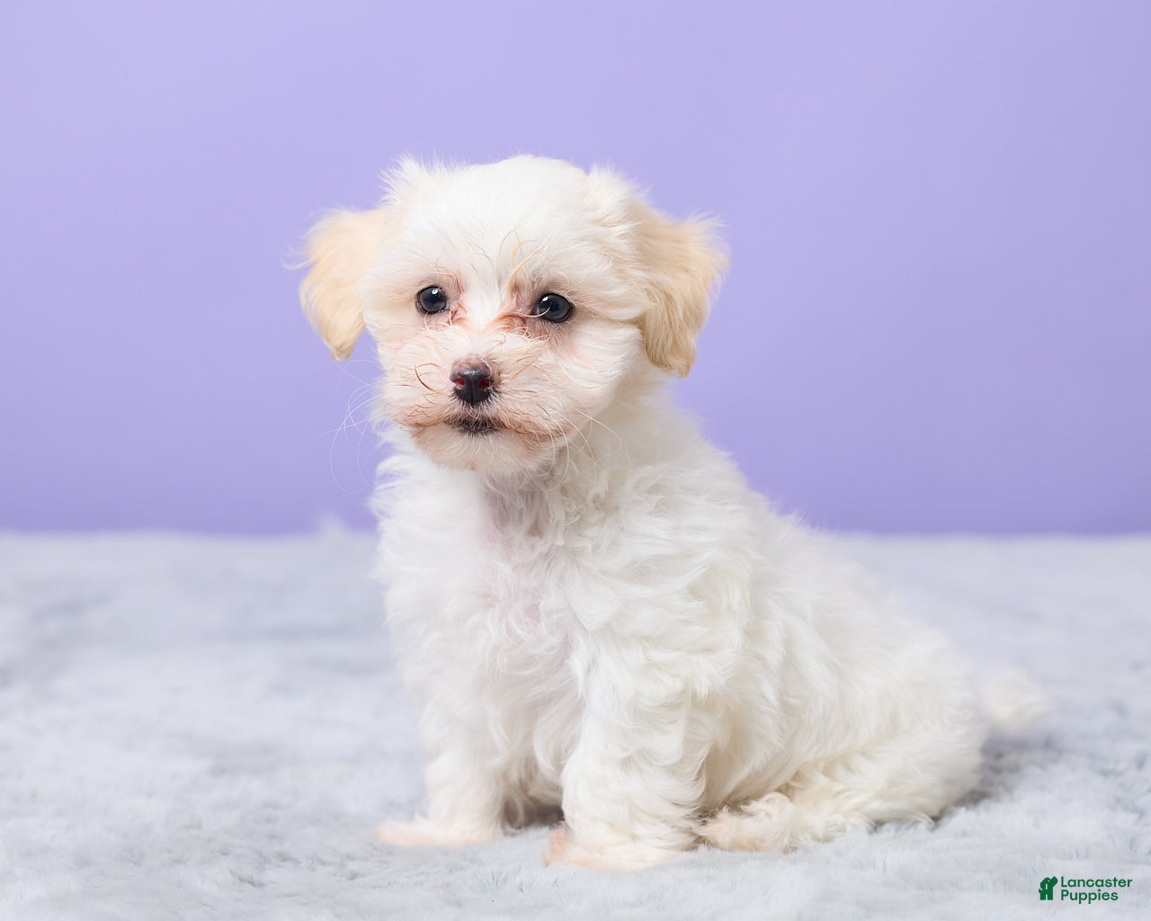 Maltipoo dogs Heather - Ad 2