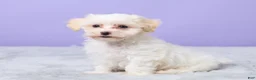 Maltipoo dogs for sale: Heather - Ad 4