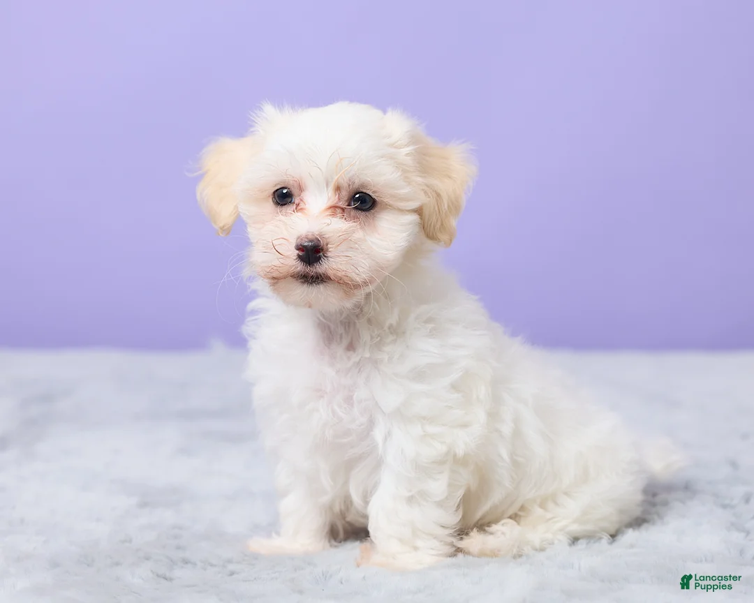 Maltipoo dogs for sale: Heather - Ad 2