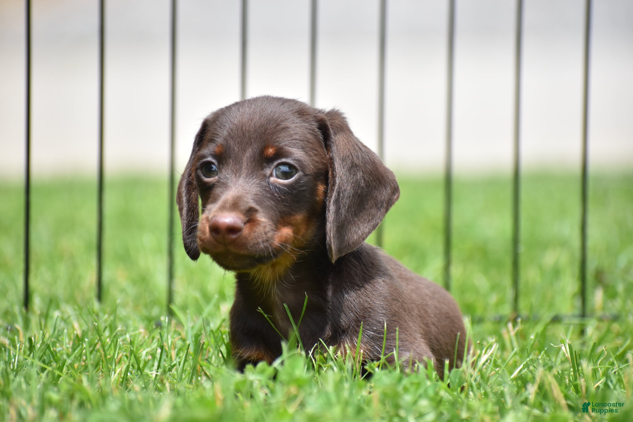 Miniature Dachshund dogs Bo - Ad 2