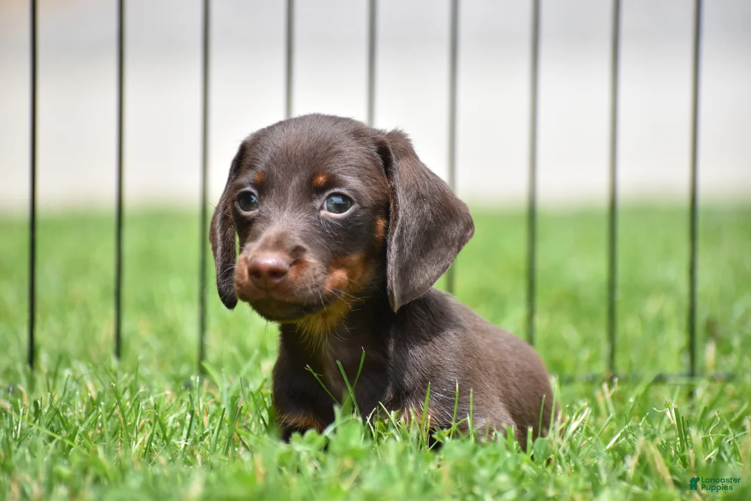 Miniature Dachshund dogs for sale: Bo - Ad 2