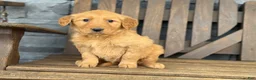 Golden Retriever dogs for sale: Daisy - Ad 4