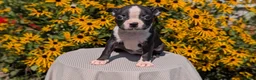 Boston Terrier dogs for sale: Twila  - Ad 6