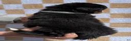 Bernese Mountain Dog dogs for sale: LB - Ad 4