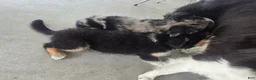 Border Collie dogs for sale: Rusty - Ad 8