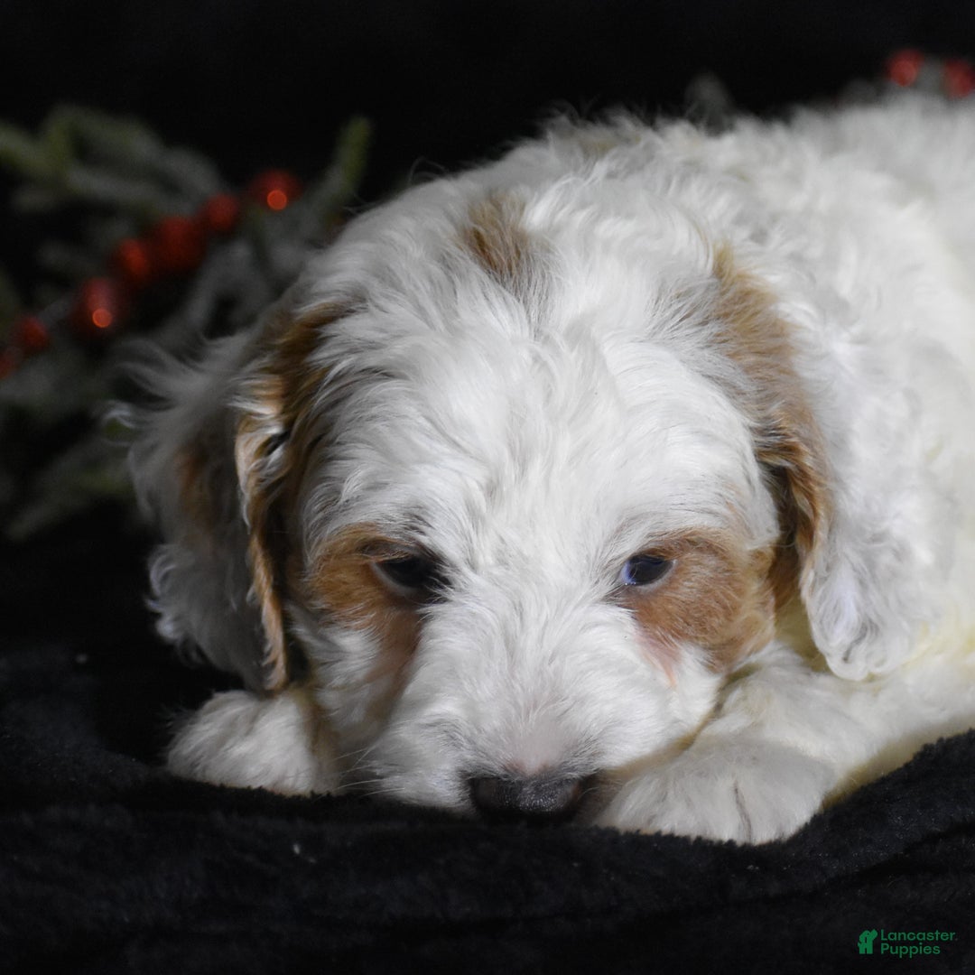 Mini Goldendoodle dogs for sale: Gordy - Ad 5