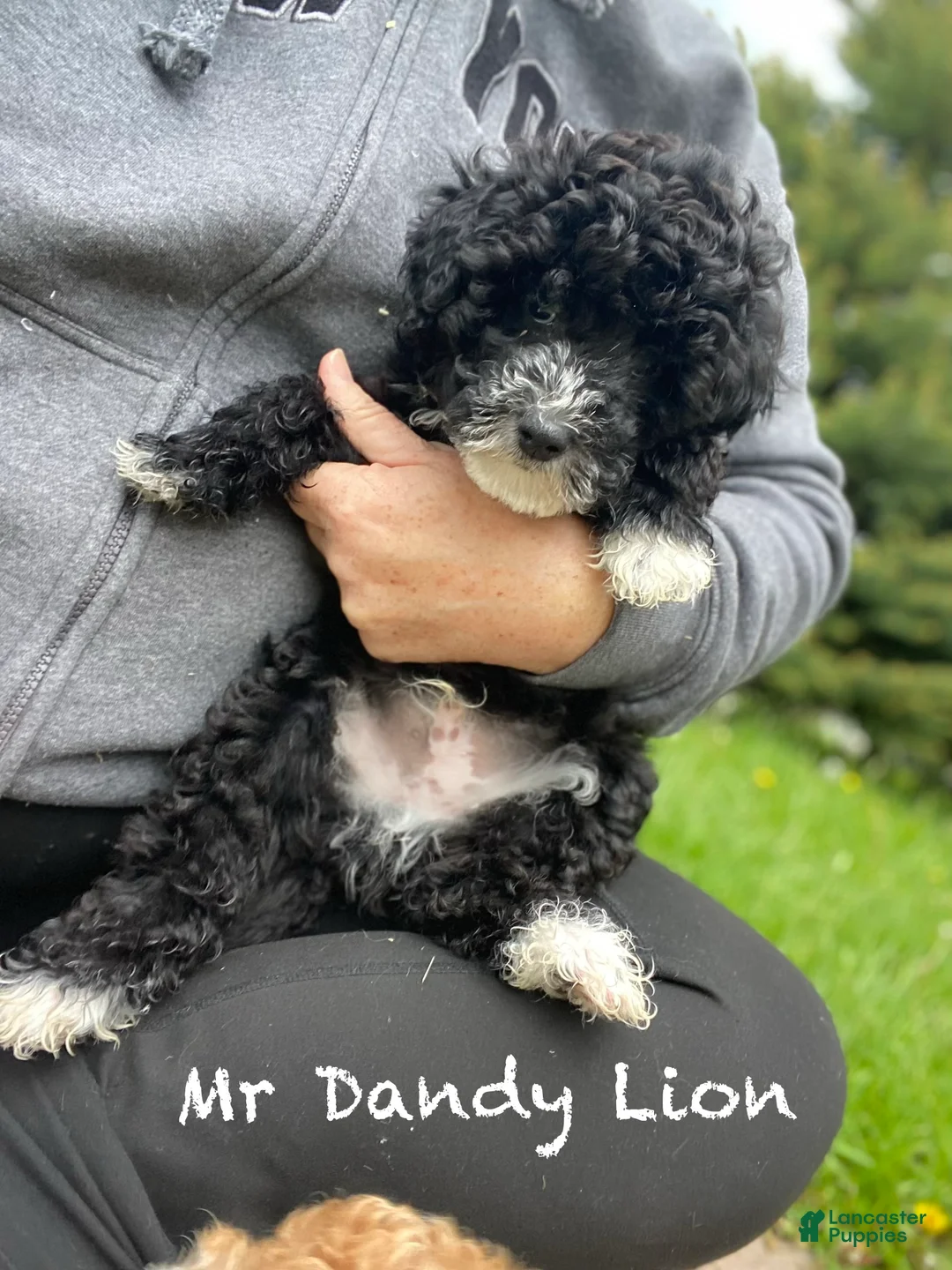 Mini Goldendoodle dogs for sale: Mini Goldendoodle Dandy Lion - Ad 1