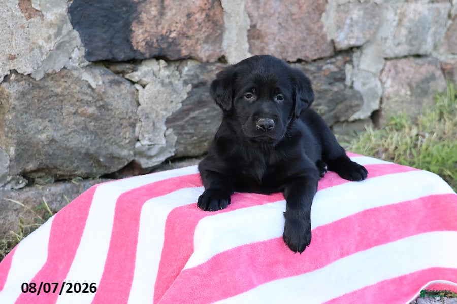 Goldador dogs Cherokee - Ad 1