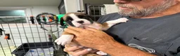 Boxer dogs for sale: Ruger - Ad 3