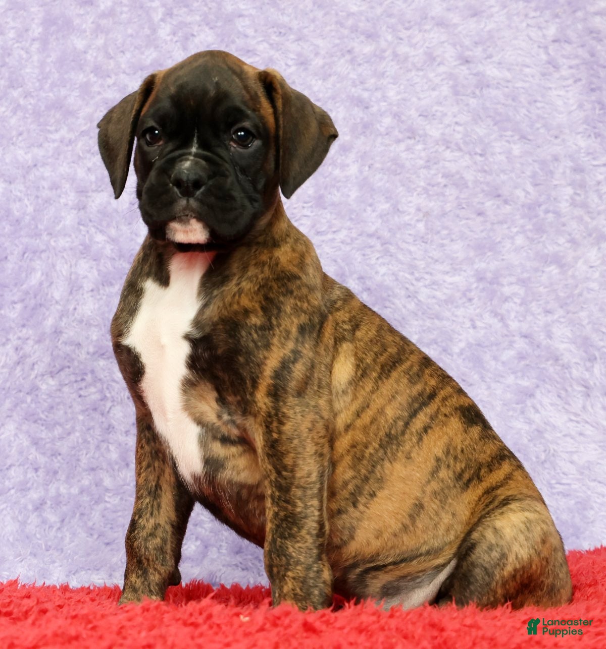 Boxer dogs Nellie - Ad 1