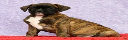 Boxer dogs for sale: Nellie - Ad 1