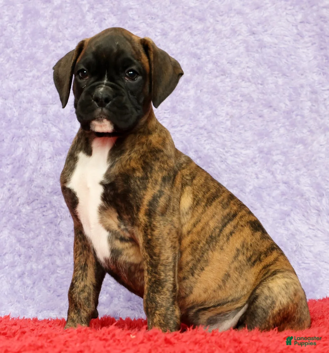 Boxer dogs for sale: Nellie - Ad 1