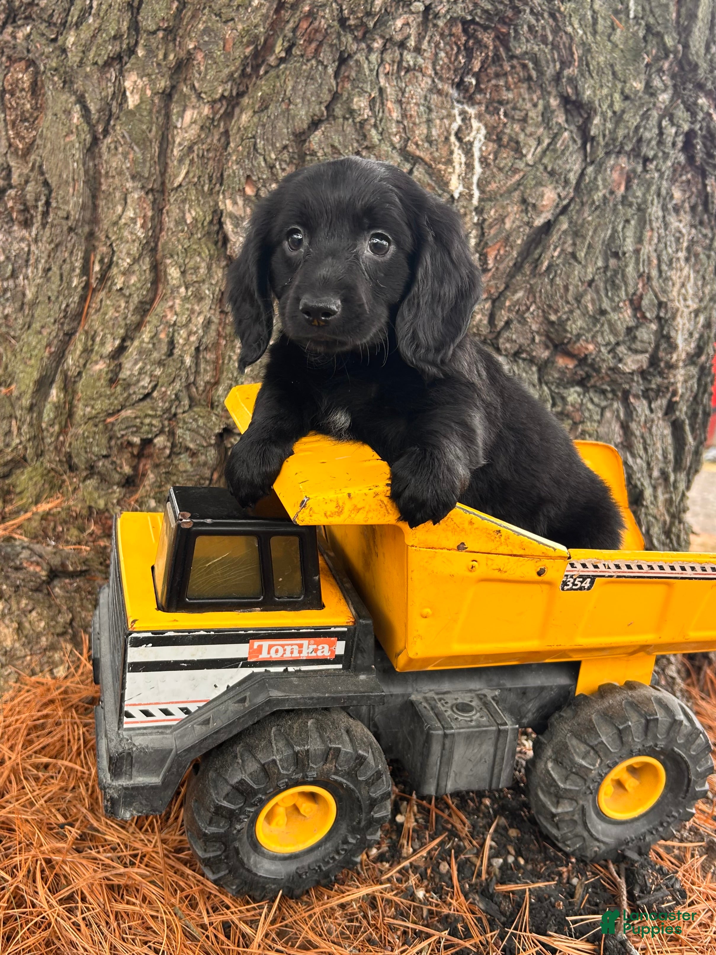 Dachshund dogs Oslo - Ad 2