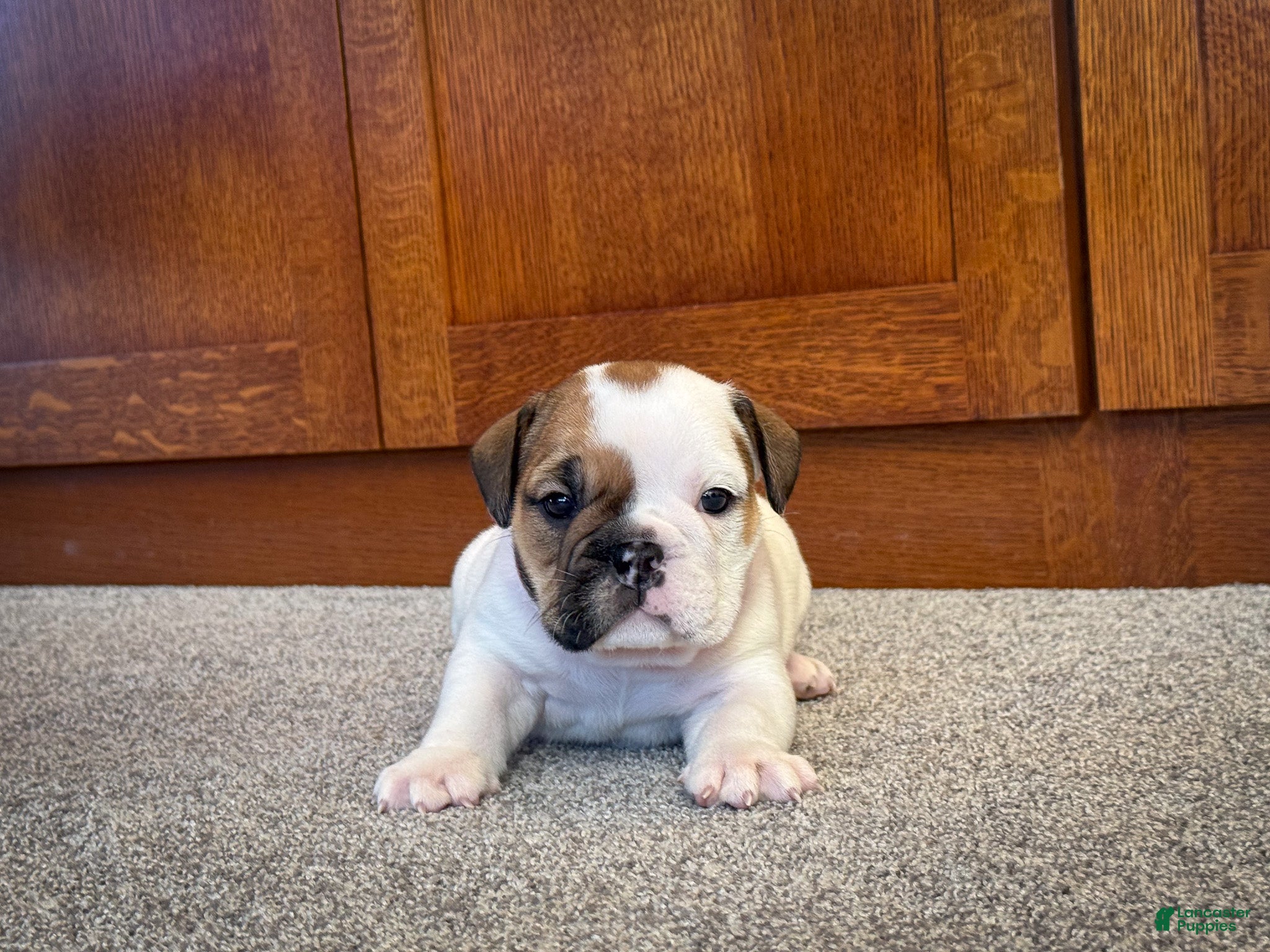 English Bulldog dogs Harley - Ad 10