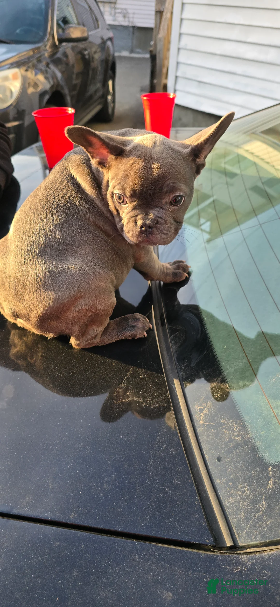 French Bulldog dogs for sale: French Bulldog Puppy 2 - Ad 2