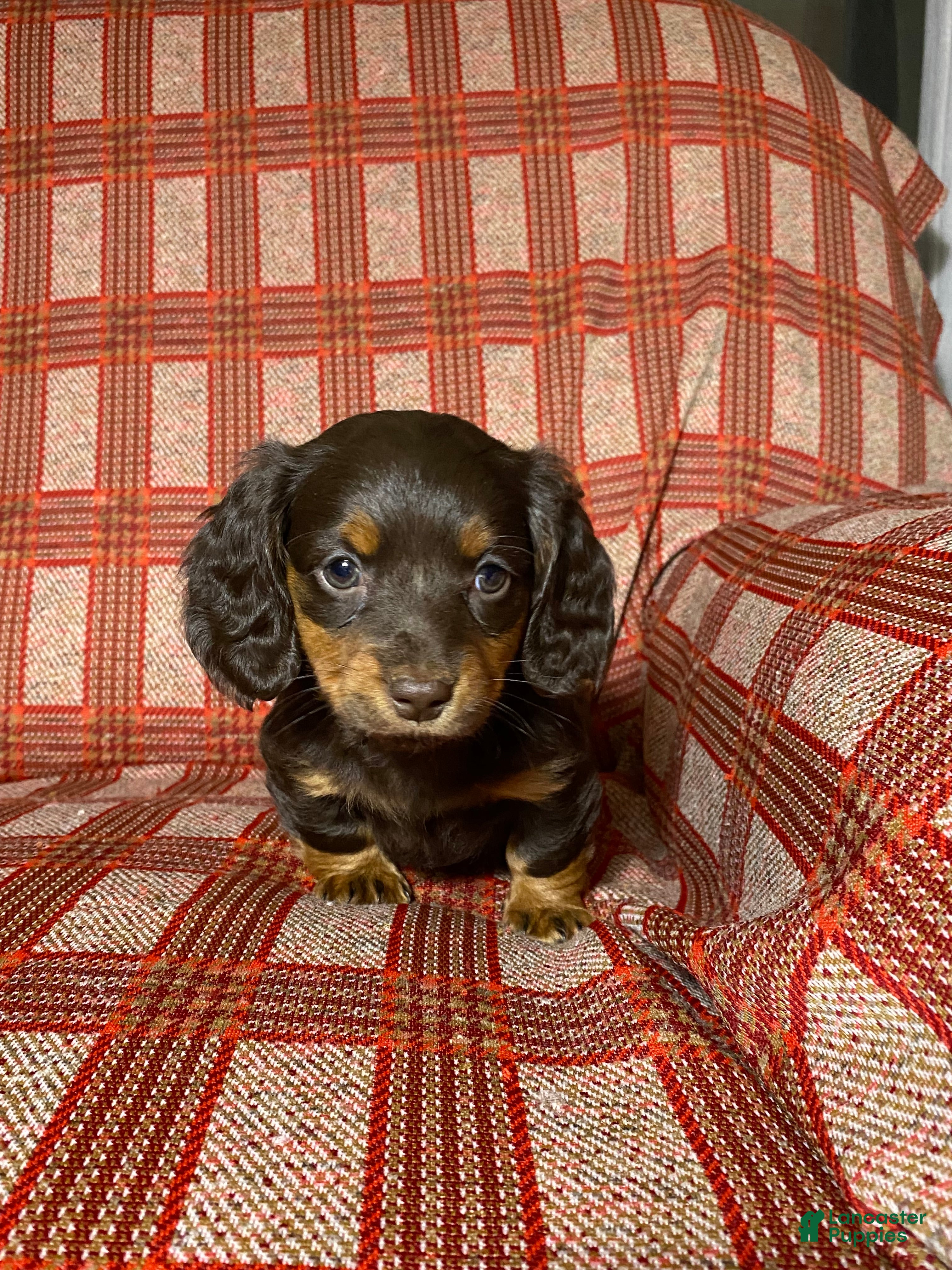 Miniature Dachshund dogs Miniature Dachshund Puppy 2 - Ad 2